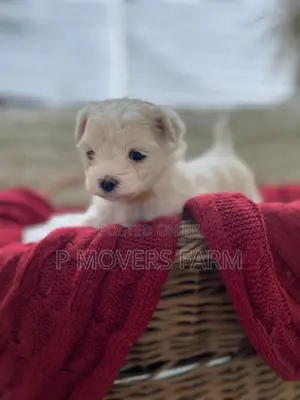 1-3 months Male Purebred Maltese