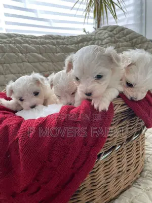 1-3 months Male Purebred Maltese