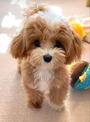 1-3 months Male Purebred Poodle