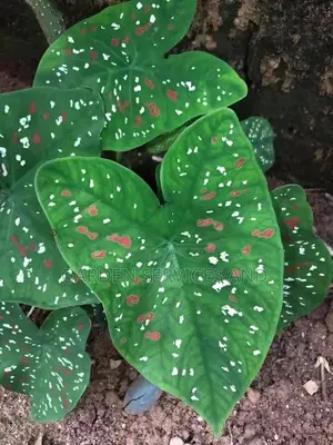 Caladium or ( Yesu Mogya )