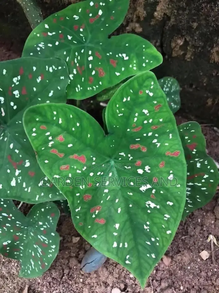 Caladium or ( Yesu Mogya )