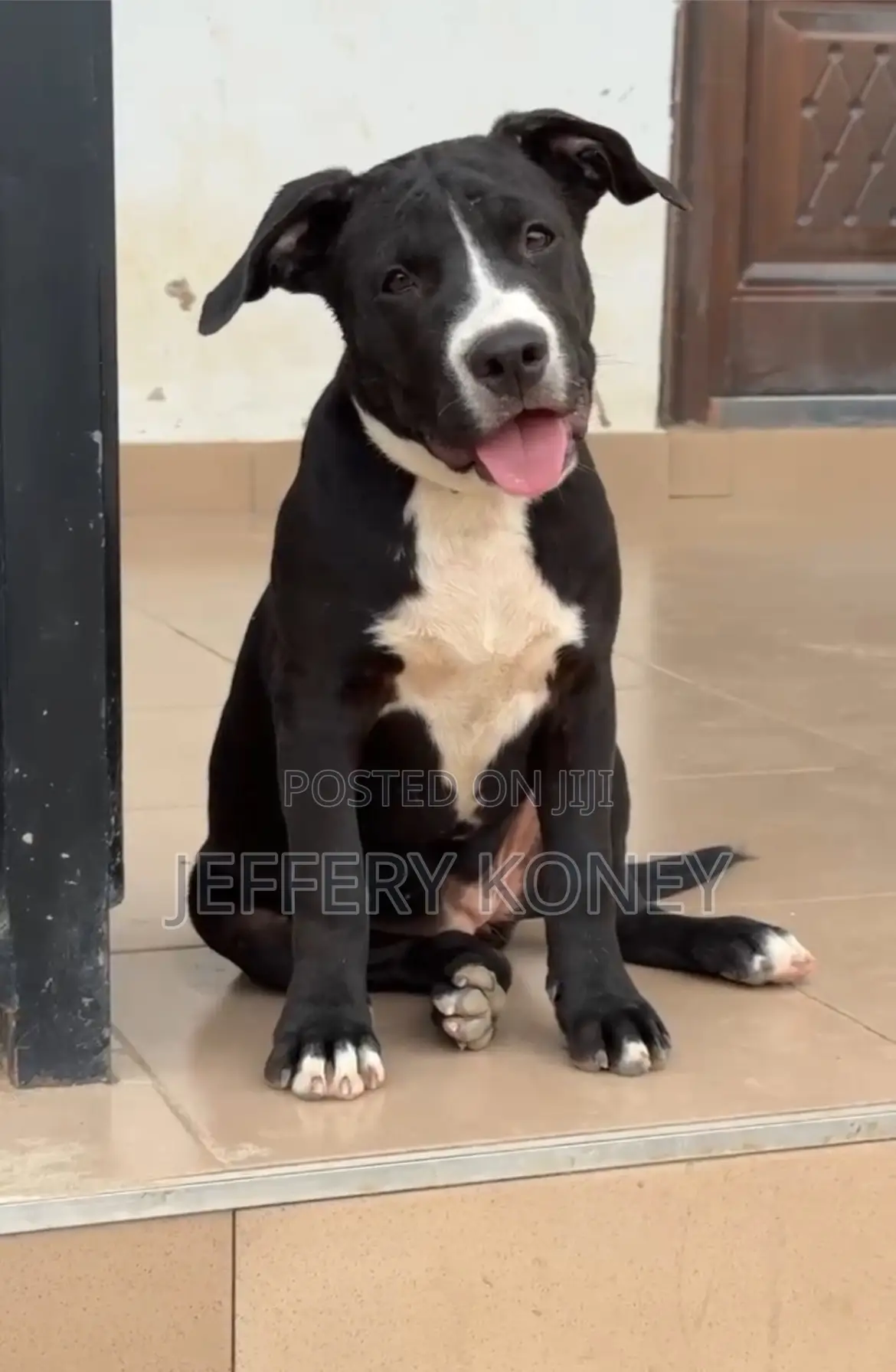 3-6 months Female Purebred American Pit Bull Terrier