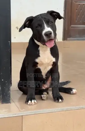 3-6 months Female Purebred American Pit Bull Terrier