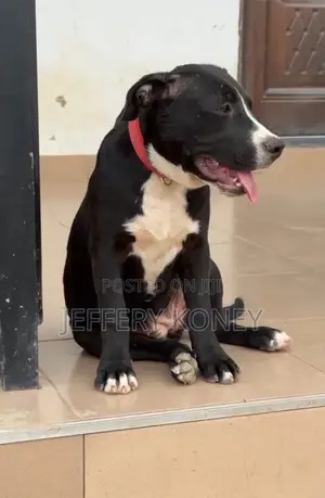 3-6 months Female Purebred American Pit Bull Terrier