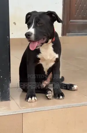 3-6 months Female Purebred American Pit Bull Terrier