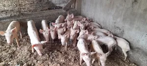Pigs for Sale