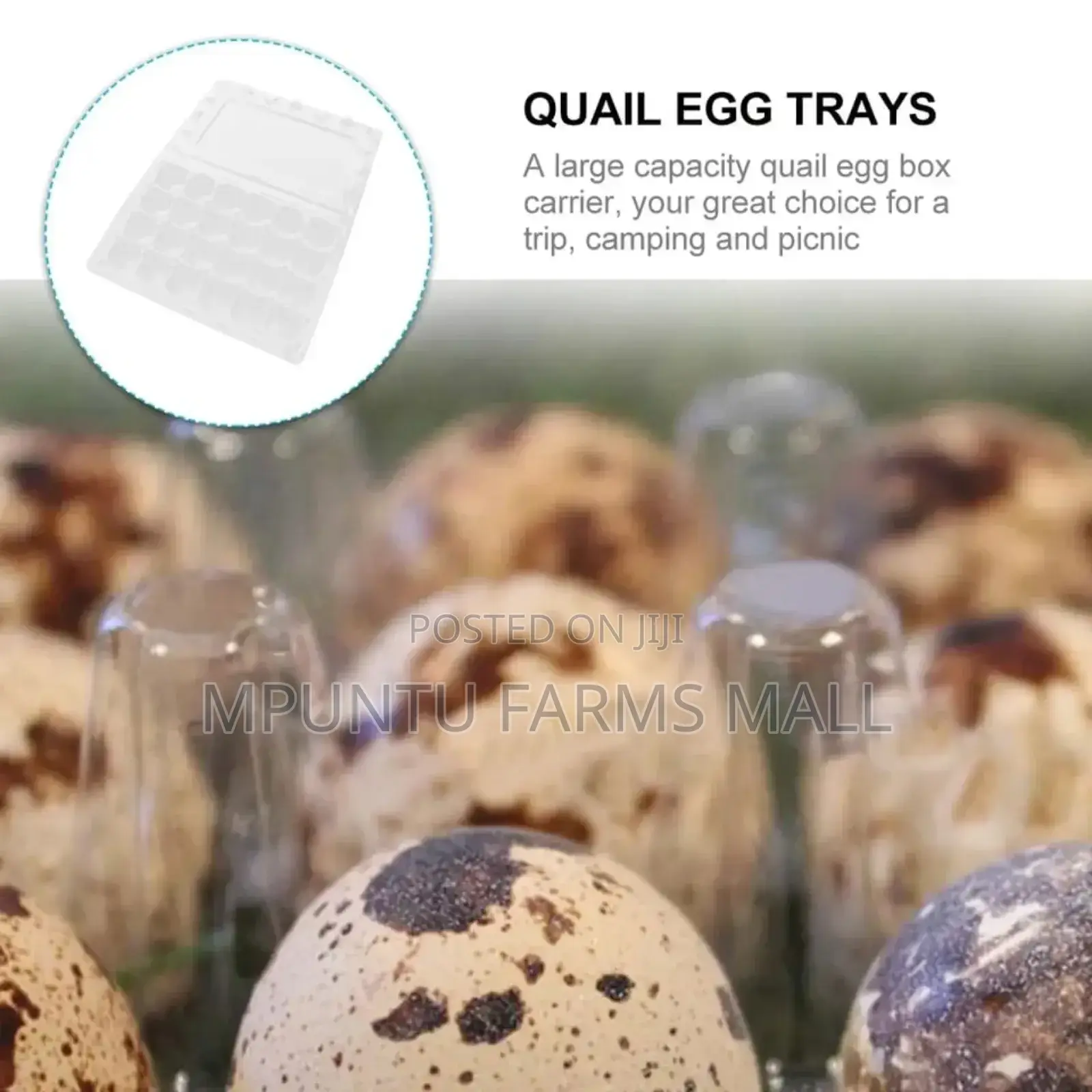 Quail Egg Crates
