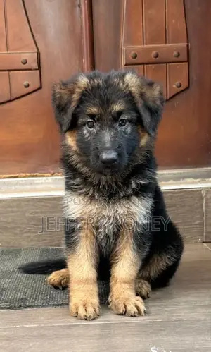 1-3 months Female Purebred German Shepherd