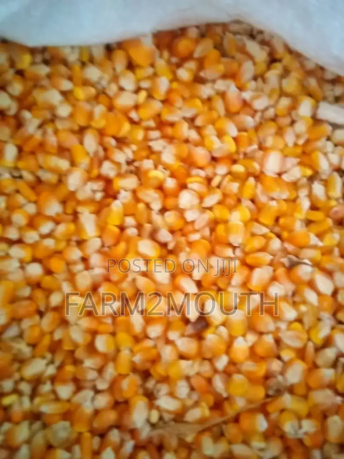 Dry Yellow and White Maize Both 100kg and 150kg