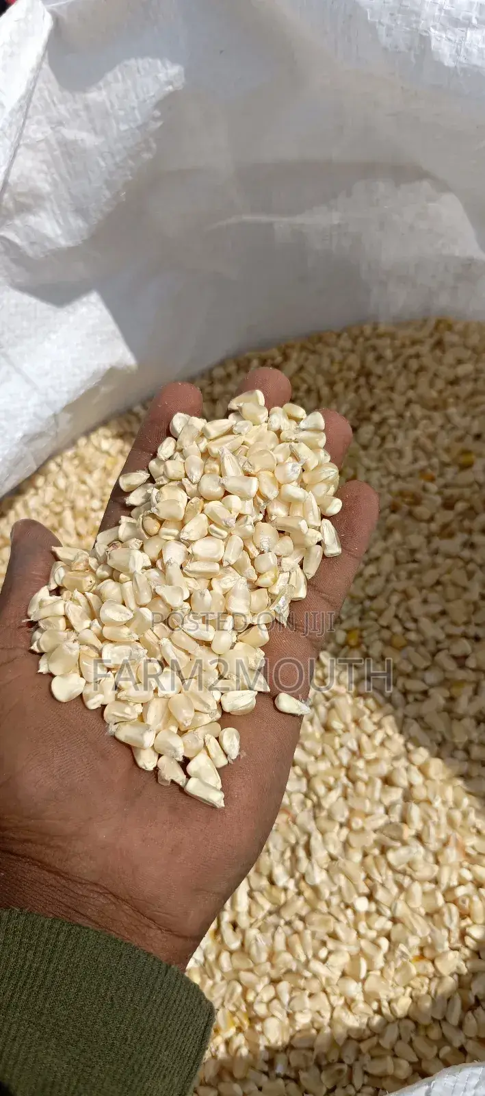 Dry Yellow and White Maize Both 100kg and 150kg