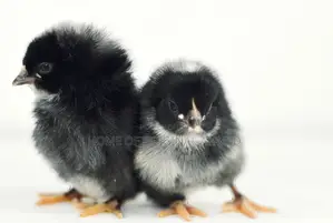 All Dayold Chicks Available Pure Breeds