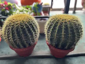 Cactus for Sale