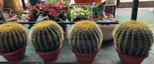 Cactus for Sale