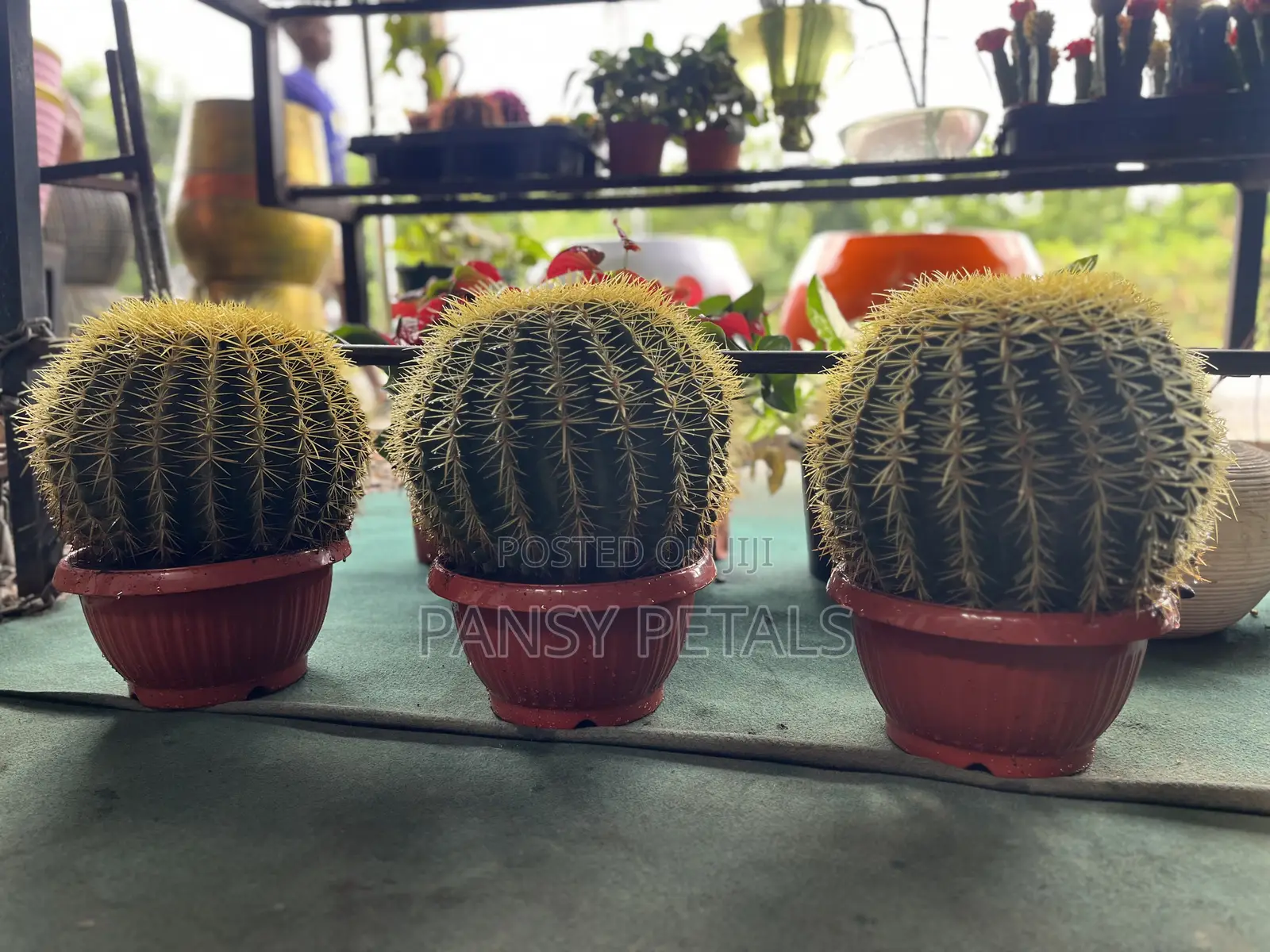 Cactus for Sale