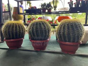 Cactus for Sale