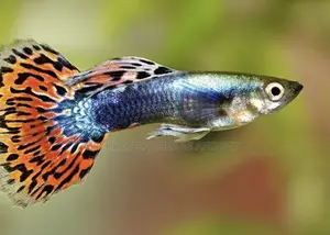 Guppy Fish