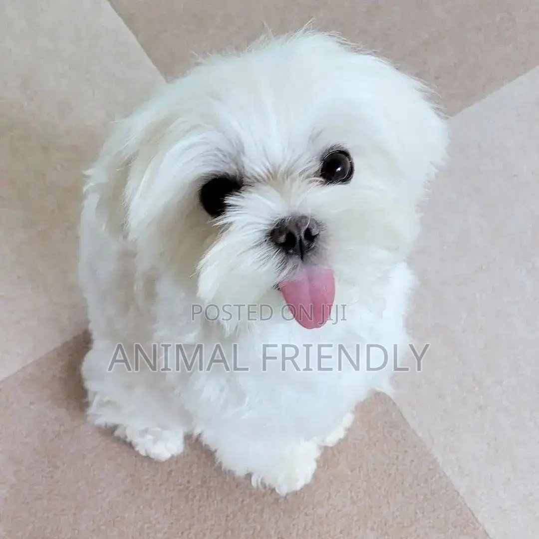 1-3 months Female Purebred Maltese