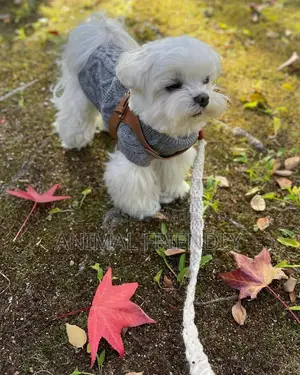 1-3 months Male Purebred Maltese