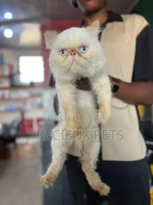 1+ year Male Purebred Persian