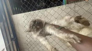 1+ year Male Purebred Persian
