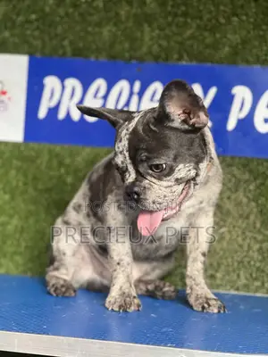 3-6 months Male Purebred French Bulldog