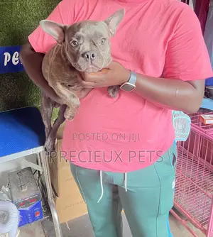 3-6 months Male Purebred French Bulldog