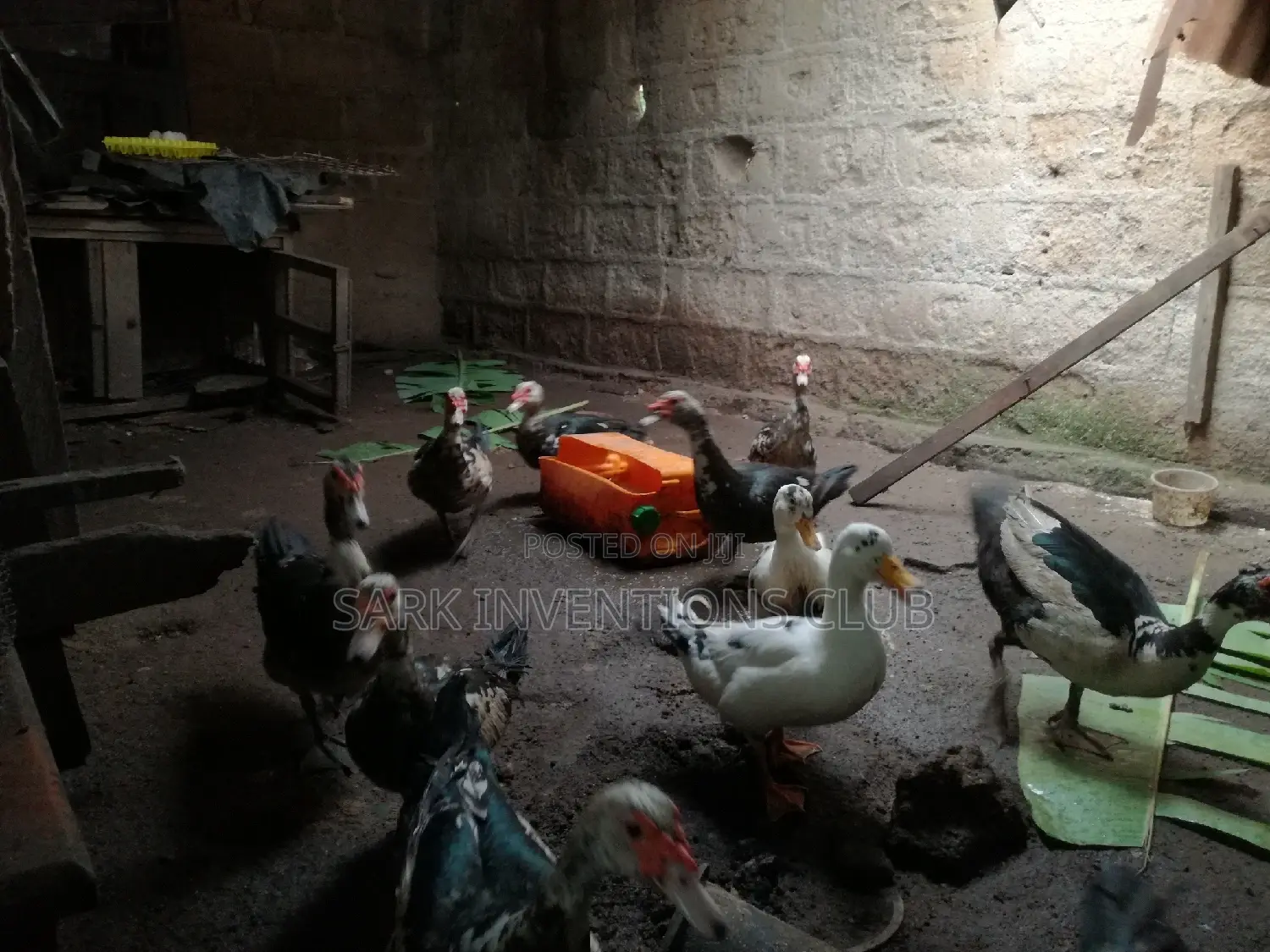 Muscovy Piken Duck