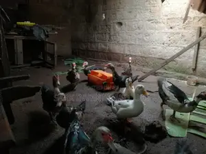 Muscovy Piken Duck