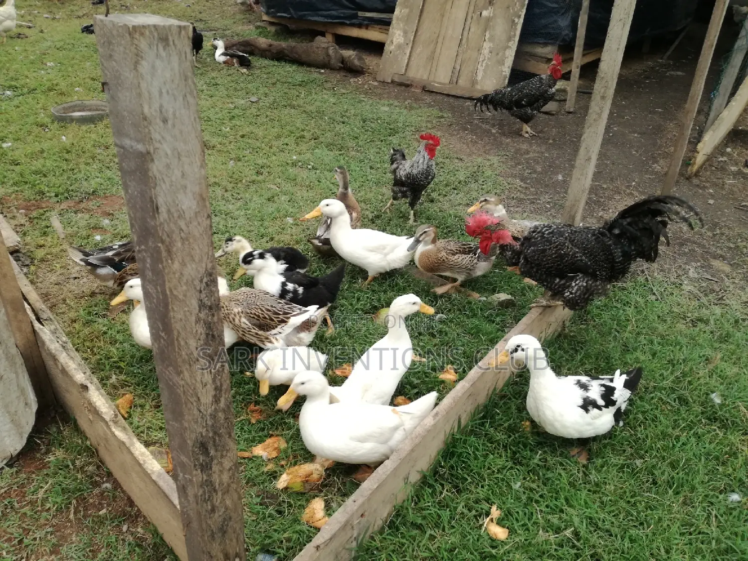 Muscovy Piken Duck