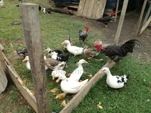 Muscovy Piken Duck