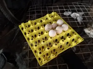 Muscovy Piken Duck