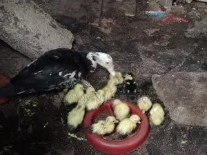 Muscovy Piken Duck