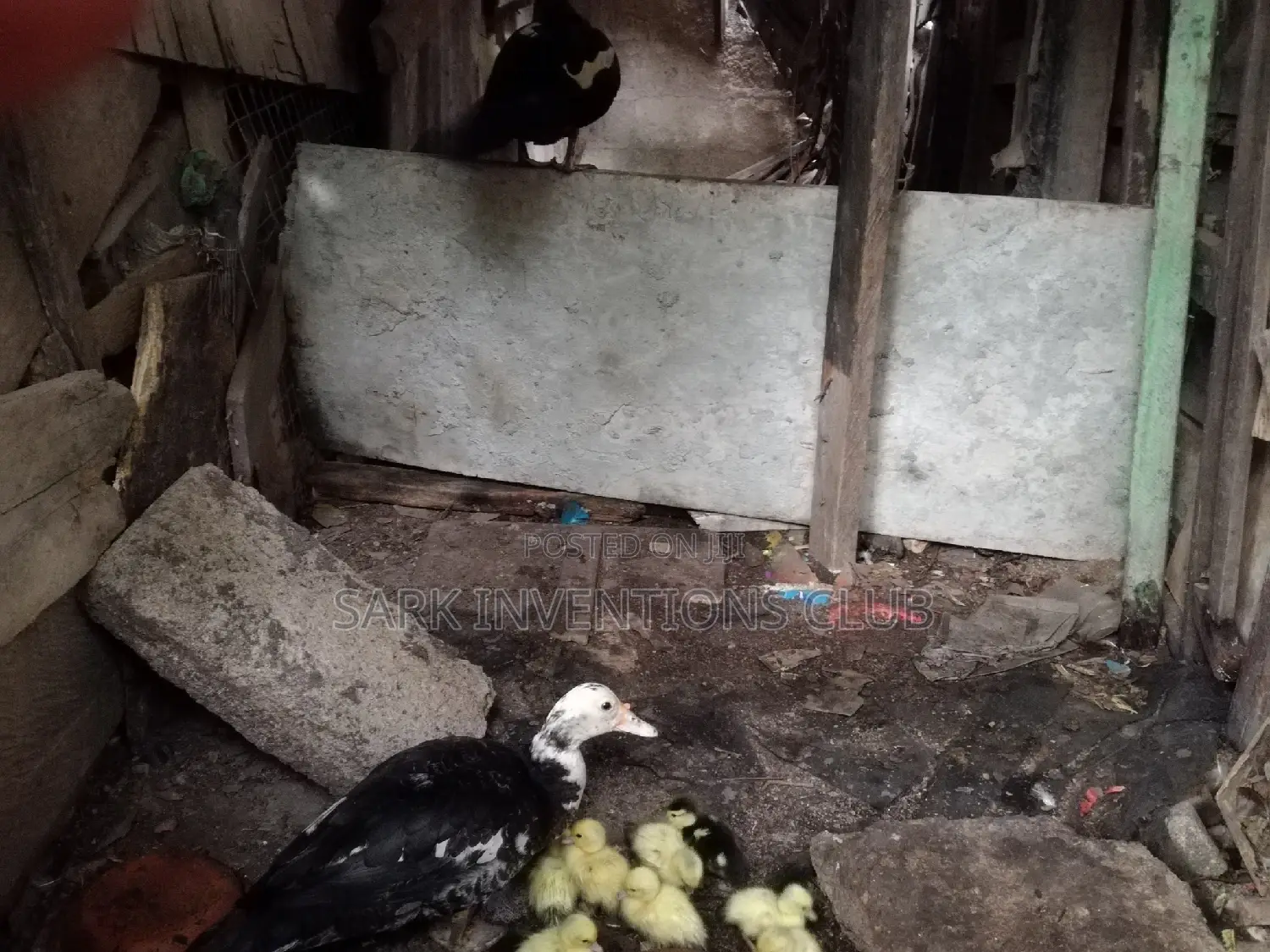 Muscovy Piken Duck