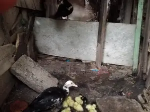 Muscovy Piken Duck