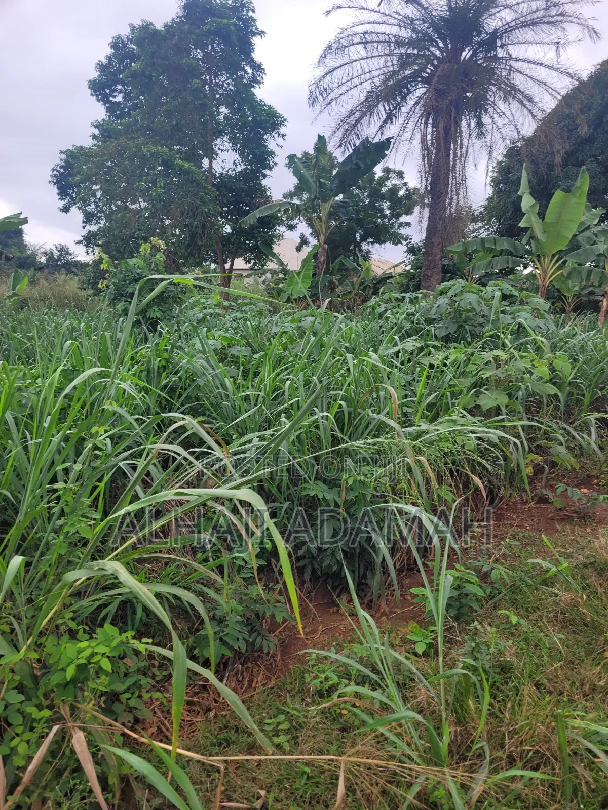 Two Plots of Land for Sale at Santa'si Darko
