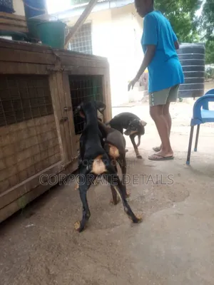 1-3 months Male Purebred Doberman Pinscher