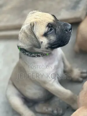 1-3 months Female Purebred Boerboel