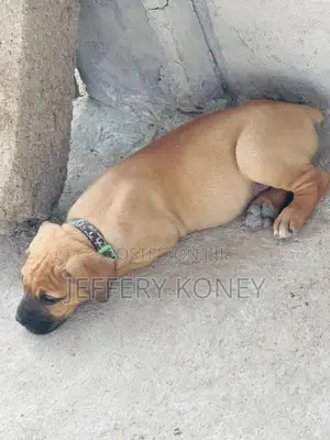 1-3 months Female Purebred Boerboel