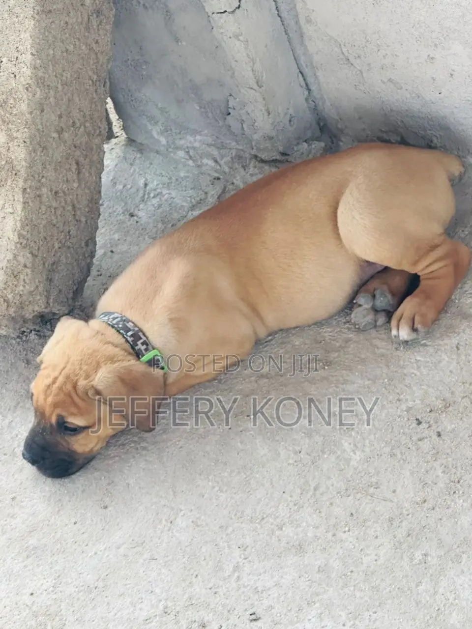 1-3 months Female Purebred Boerboel