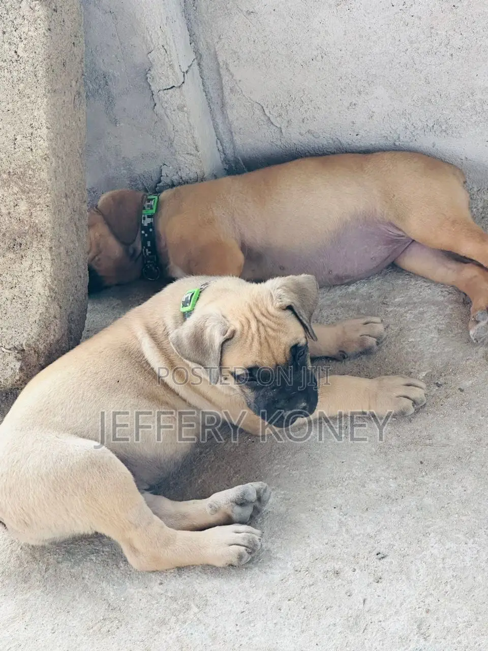 1-3 months Female Purebred Boerboel