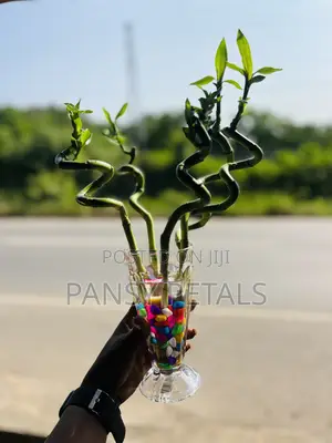 Lucky Bamboo for Sale