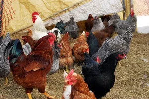 Noiler, Healthy Day Old Chicks