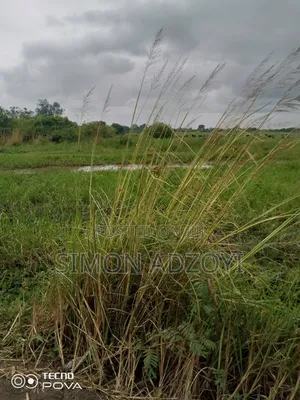 5000+ Acres of Rice Farming Land for Long Term Lease