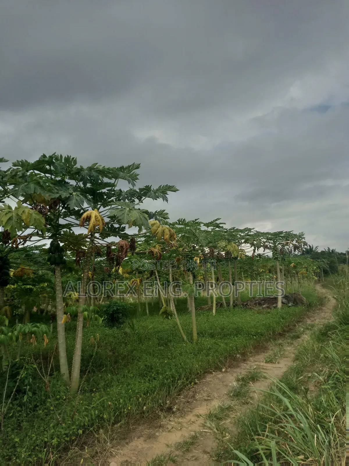 Acre of Land for Sale Aburi Nsawam Road