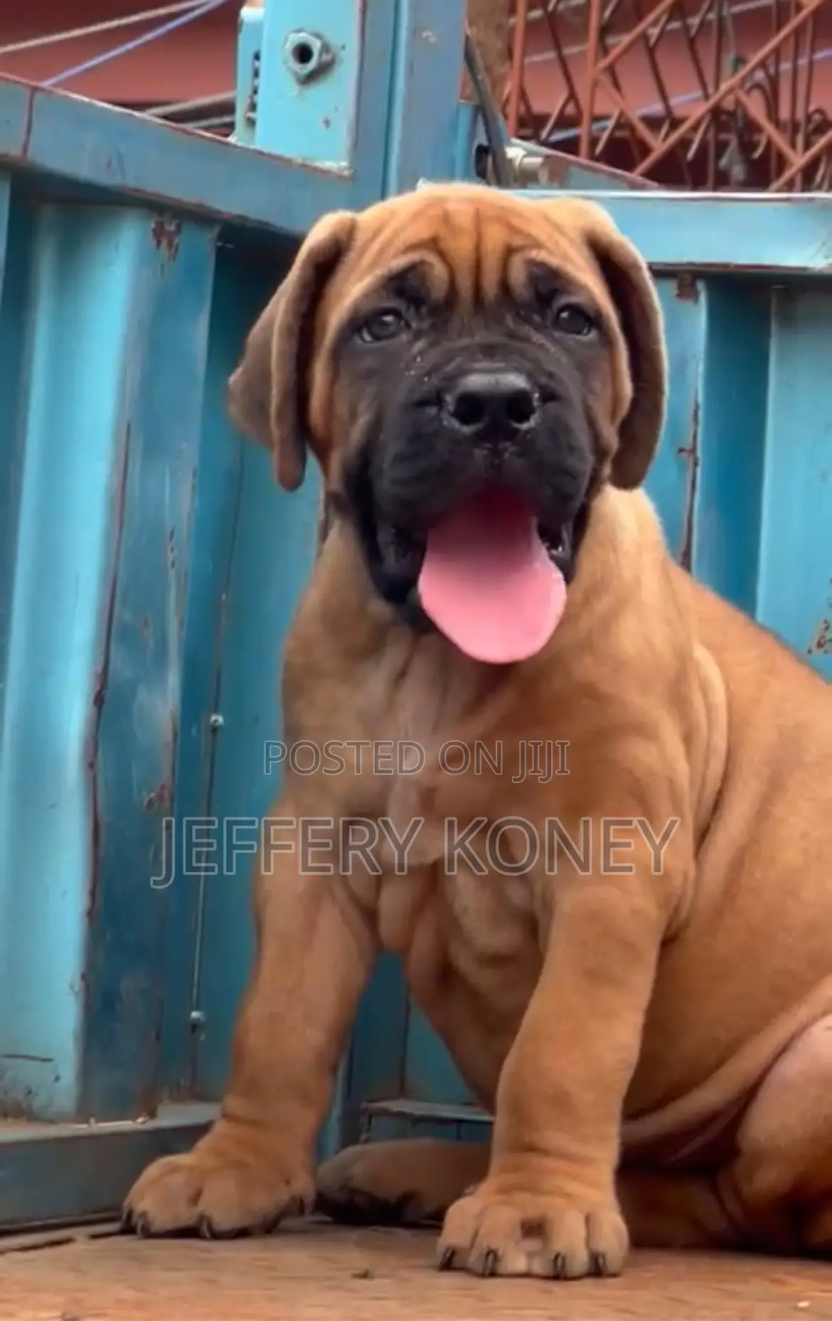 1-3 months Male Purebred Bullmastiff