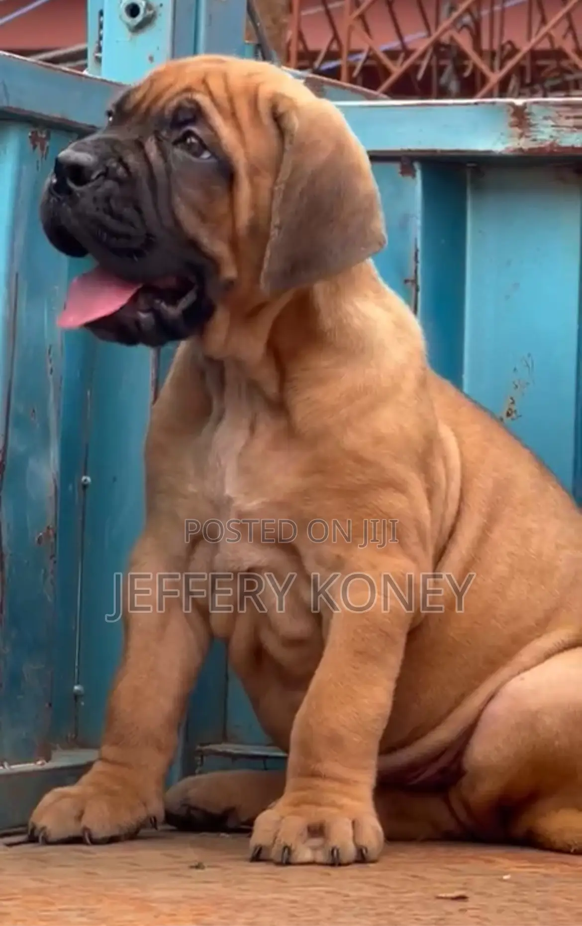 1-3 months Male Purebred Bullmastiff