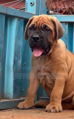 1-3 months Male Purebred Bullmastiff
