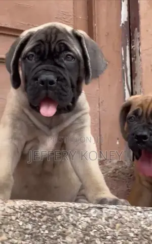 1-3 months Female Purebred Bullmastiff