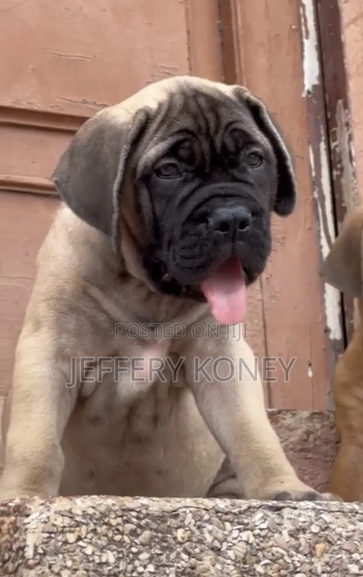 1-3 months Female Purebred Bullmastiff