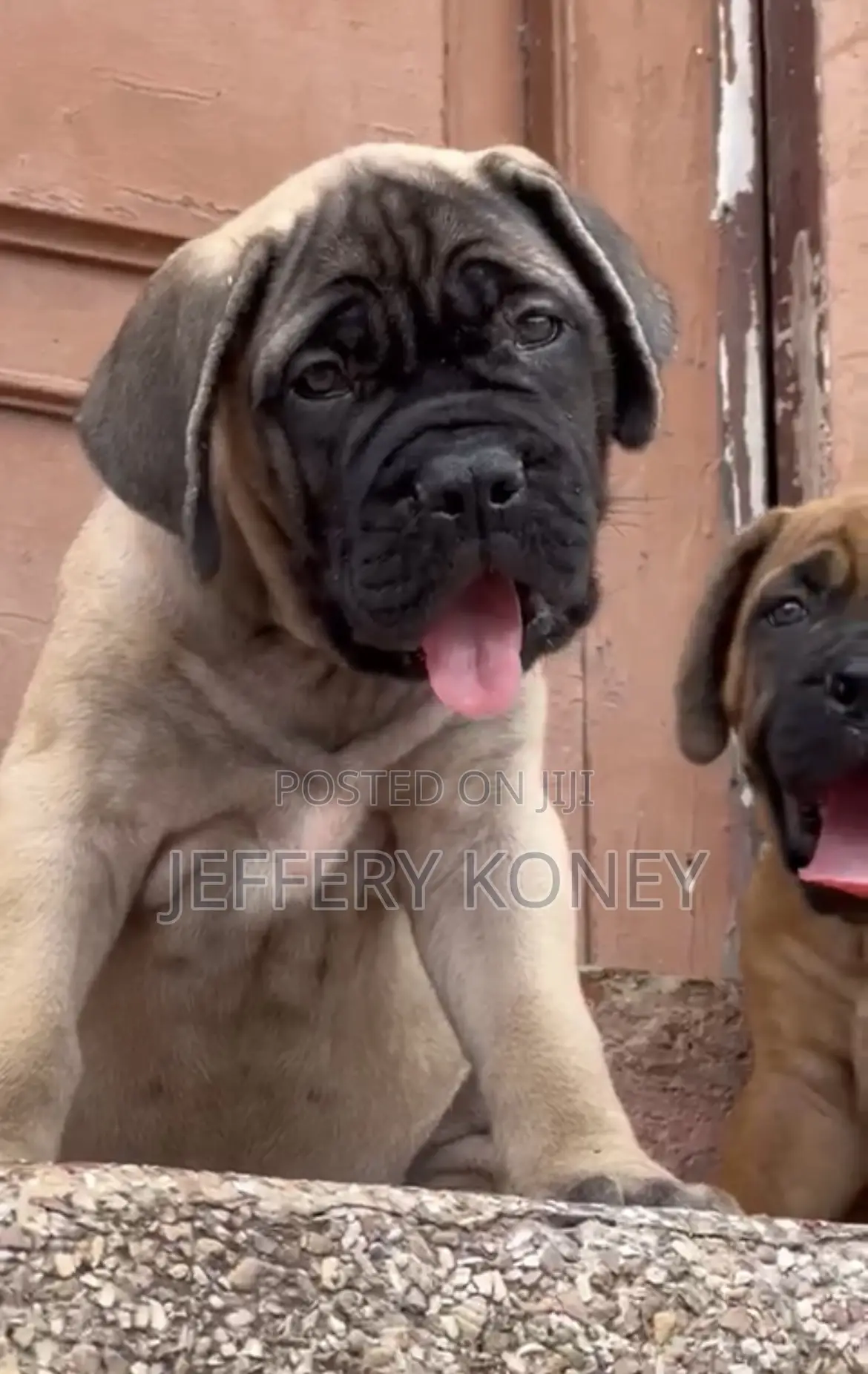 1-3 months Female Purebred Bullmastiff
